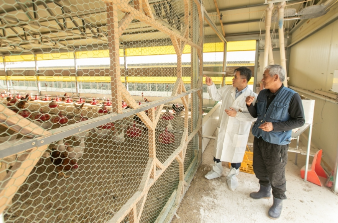  경북 영양군 산란용 토종닭 시험 농가 방문